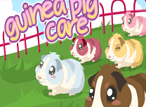 Ingrijeste Porcusorii de Guinea