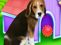 Ingrijiti Catelul Beagle
